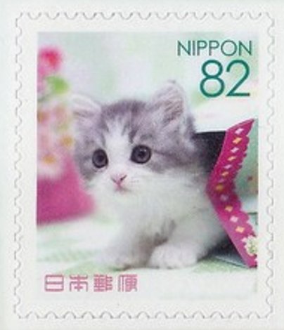 Domestic cat