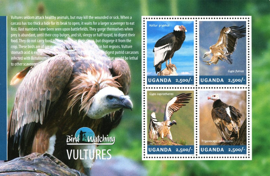Vultures