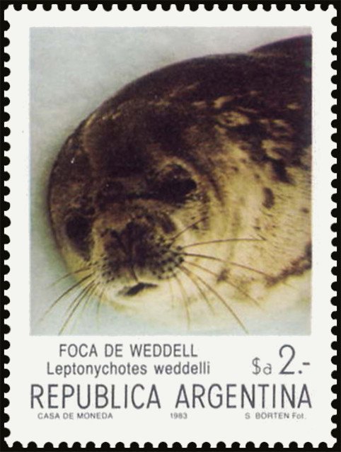 Weddell Seal (Leptonychetes weddelli)