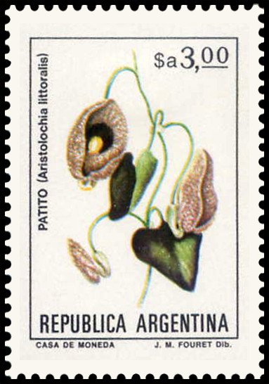 Patito (Aristolochia littoralis)