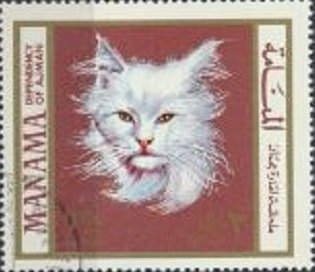 Domestic Cat