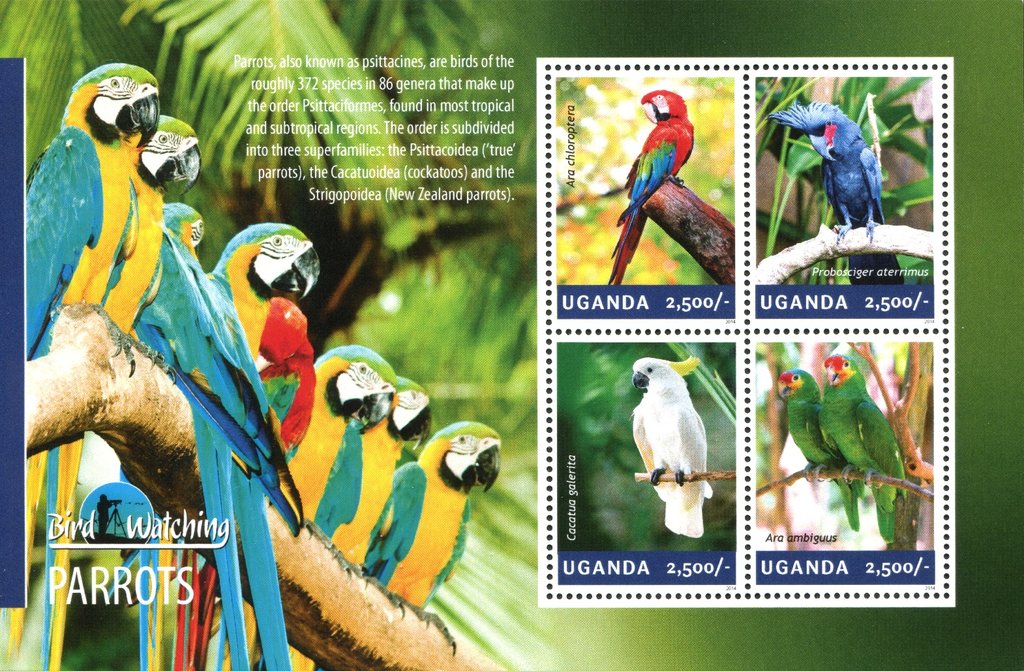 Parrots