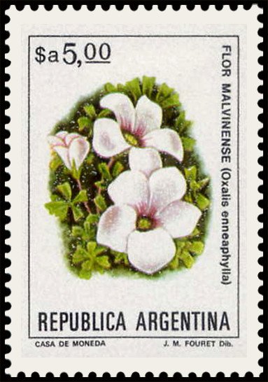 Flor Malvinense (Oxalis ennea phylla)