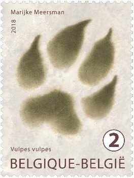 Track of Vulpes Vulpes