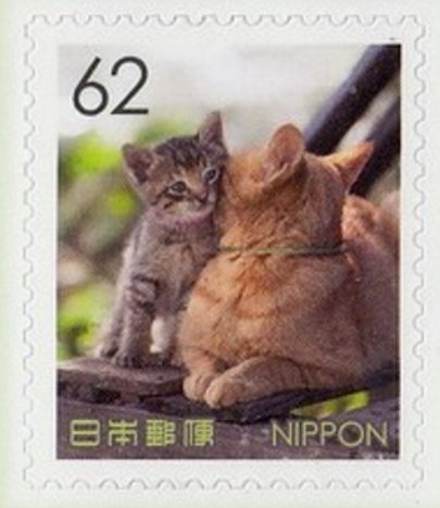 Two domestic cats