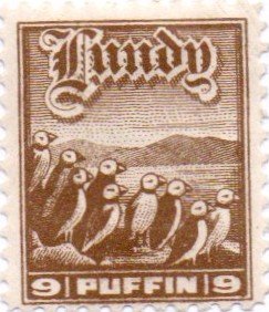 Colony of Puffins