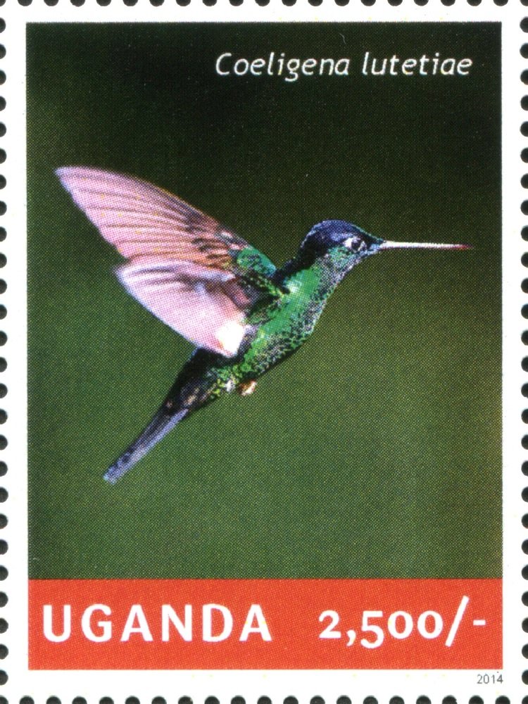 Buff-winged Starfrontlet (Coeligena lutetiae)