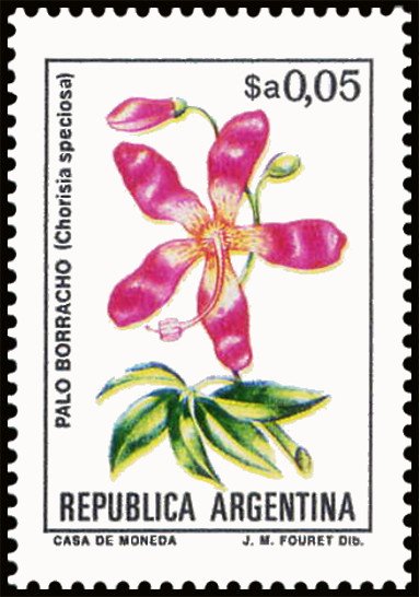 Palo Borracho (Chorisia speciosa)