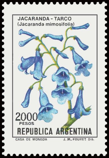 Jacaranda (Jacaranda mimosifolia)