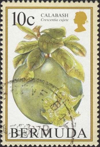 Calabash