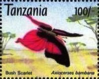 Axiocerses bambana