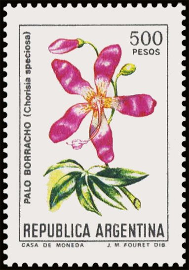 Palo Borracho (Chorisia speciosa)