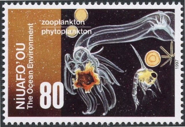 Zooplankton & phytoplankton