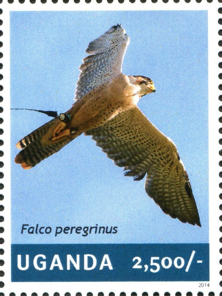 Peregrine Falcon (Falco peregrinus)