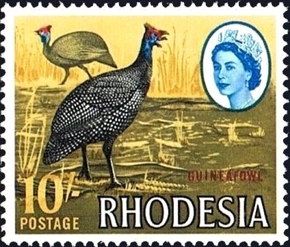 Helmeted Guineafowl (Numida meleagris)