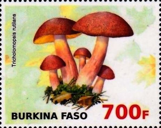 Tericholomopsis rutilaris