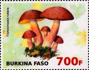 Stamp, Tericholomopsis rutilaris, Cinderellas,  , Mushrooms