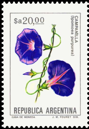 Campanilla (Ipomea purpurea)