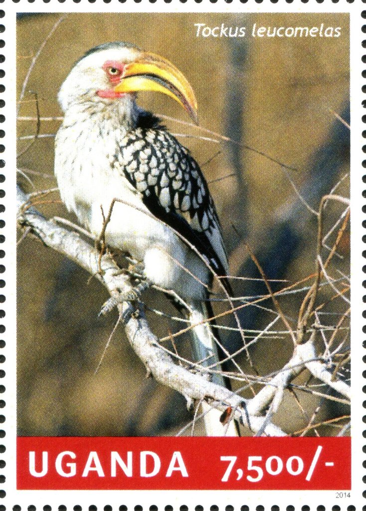 Southern Yellow-billed Hornbill (Tockus leucomelas)
