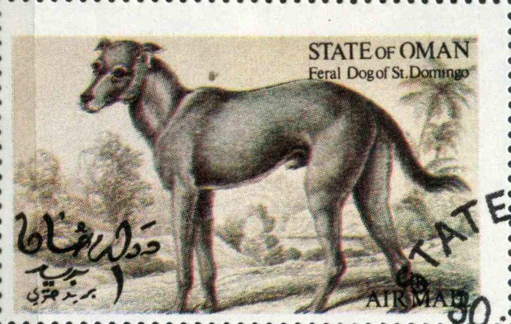 Feral Dog of St. Domingo