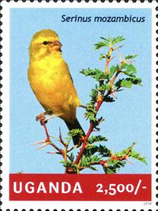 Stamp, Yellow fronted Canary (Serinus mozambicus), Uganda,  , Animals (Fauna), Birds