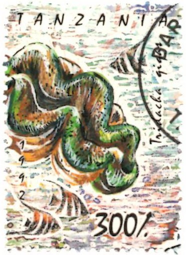 Giant Clam (Tridacna gigas)