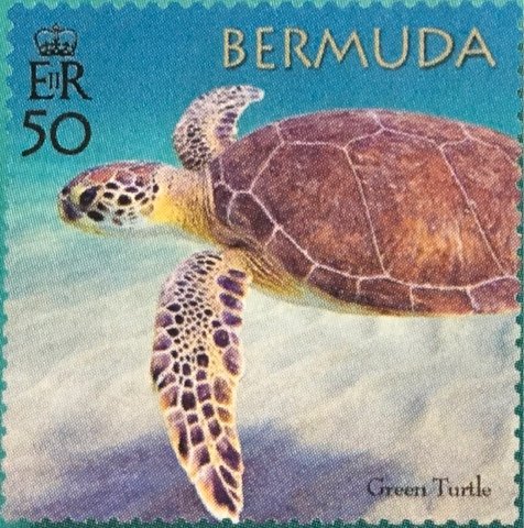 50th Anniversary of the Bermuda Turtle Project