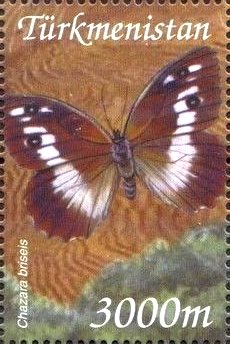 Chazara briseis