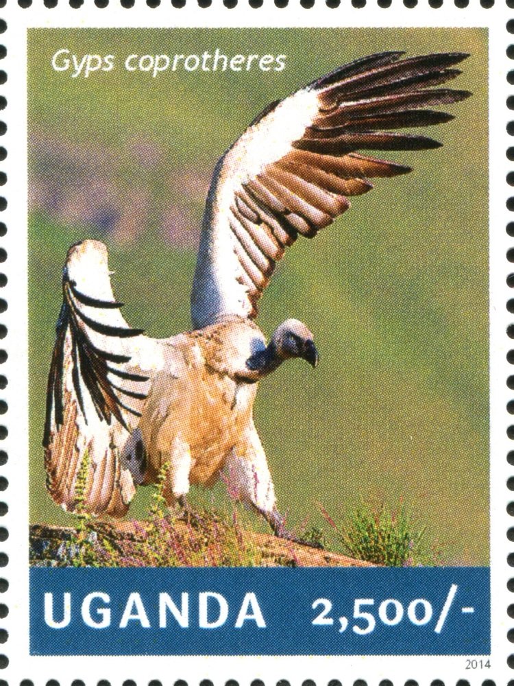 Cape Vulture (Gyps coprotheres)