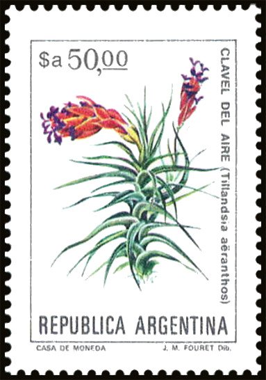 Clavel del Aire (Tillandsia aeranthos)