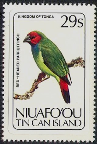 Red-headed Parrotfinch (Erythrura cyaneovirens)