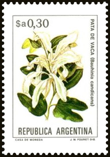 Pata de Vaca (Bauhinia candicans)