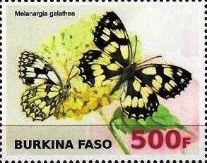 Melanargia galathea