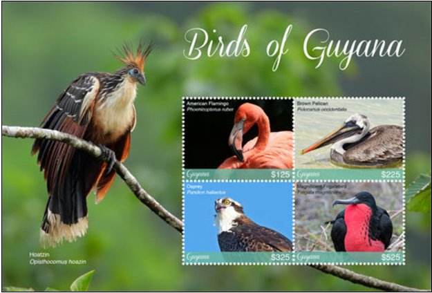 Fauna of Guyana : Bird Species