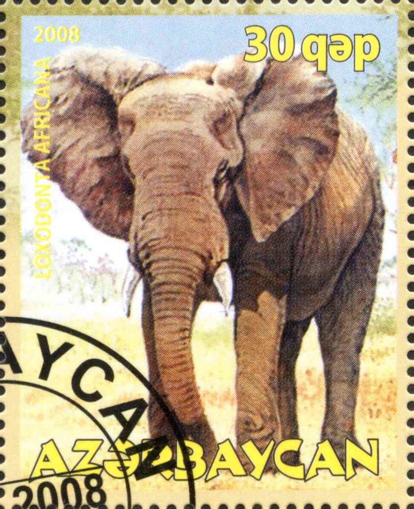 Loxodonta Africana