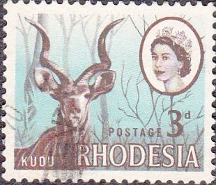 Greater Kudu (Tragelaphus strepsiceros)