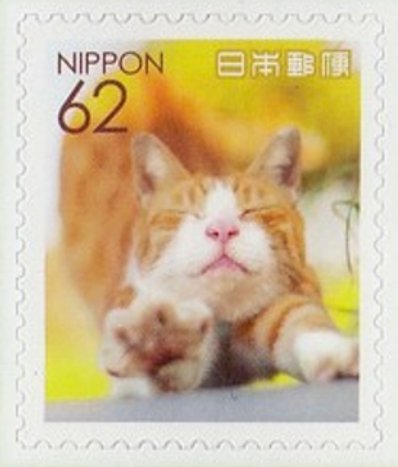 Domestic cat