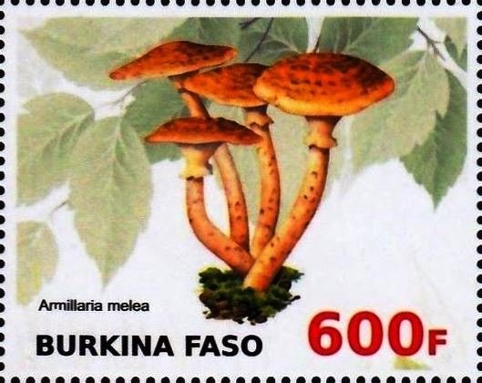 Armillaria melea