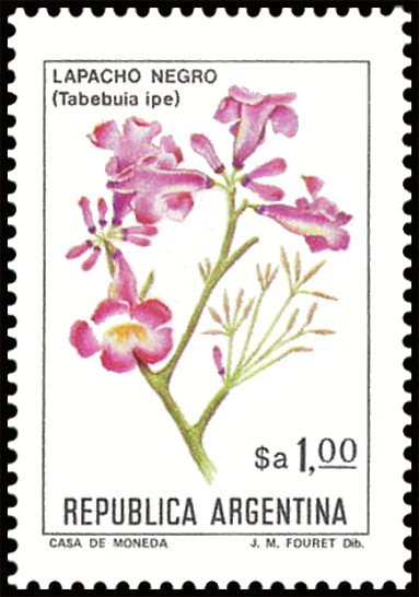 Lapacho Negro (Tabebuia impetiginosa)