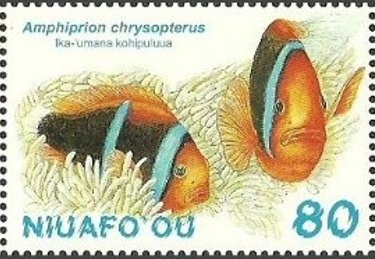 Amphiprion chrysopterus