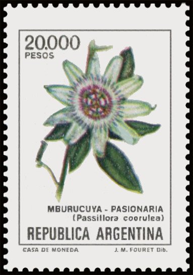 Mburucuyà (Passiflora coerules)
