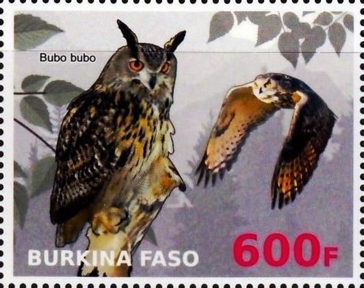 Bubo bubo