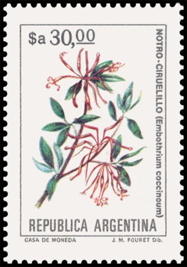 Notro - Ciruelillo (Embothrium coccineum)