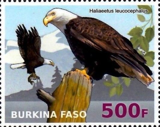 Haliaeetus leucocephalus