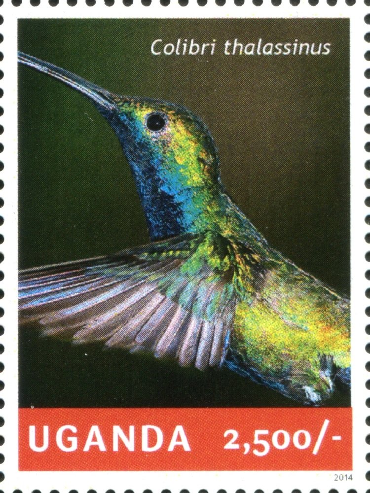 Green Violet-ear (Colibri thalassinus)