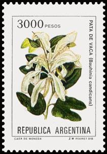 Stamp, Pata de Vaca (Bauhinia candicans), Argentina,  , Flowers, Plants (Flora)