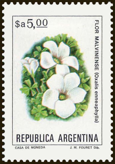 Flor Malvinense (Oxalis ennea phylla)