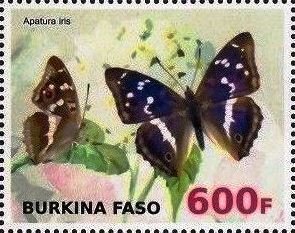 Apatura iris