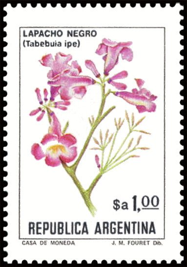 Lapacho Negro (Tabebuia impetiginosa)