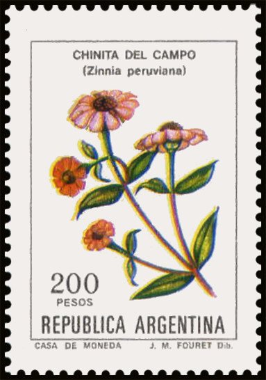 Chinita del campo (Zinnia peruviana)